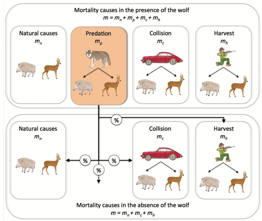 Abb.: Ursachenspezifische Mortalität bei Anwesenheit und Abwesenheit von Wölfen