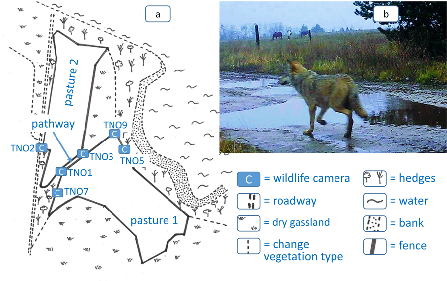 Abb.: Das Untersuchungsgebiet und die Position der Wildtierkameras (C) an den beiden Weiden (Pasture 1, 2)