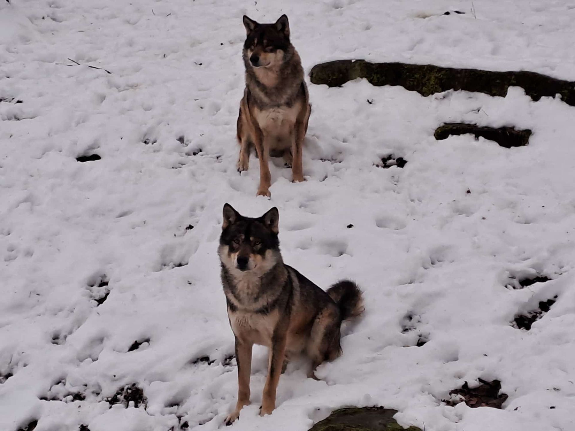 Bild 6 Tierpark Sababurg