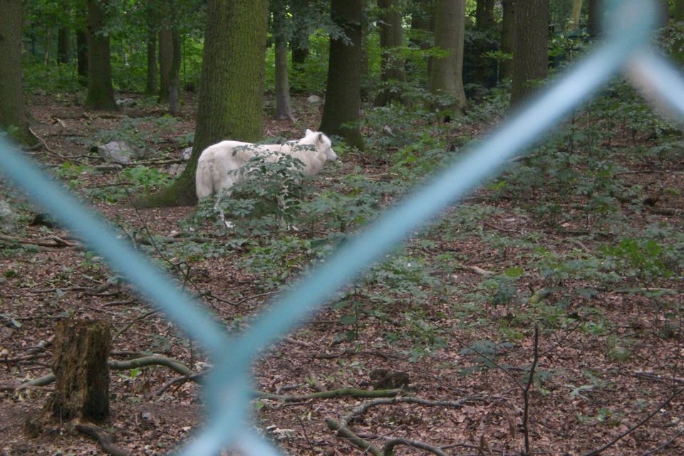 Bild 3 Infostand beim Zoojubiläum in Stralsund
