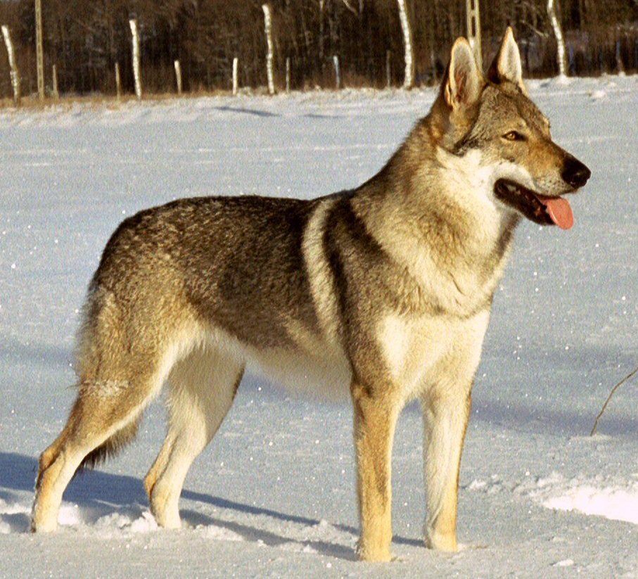 Bild Tschechoslowakischer Wolfshund  © Margo_CzW/Wikipedia