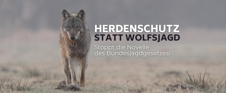 Foto: Wölfin Daubaner Rudel Foto: Wölfin Daubaner Rudel