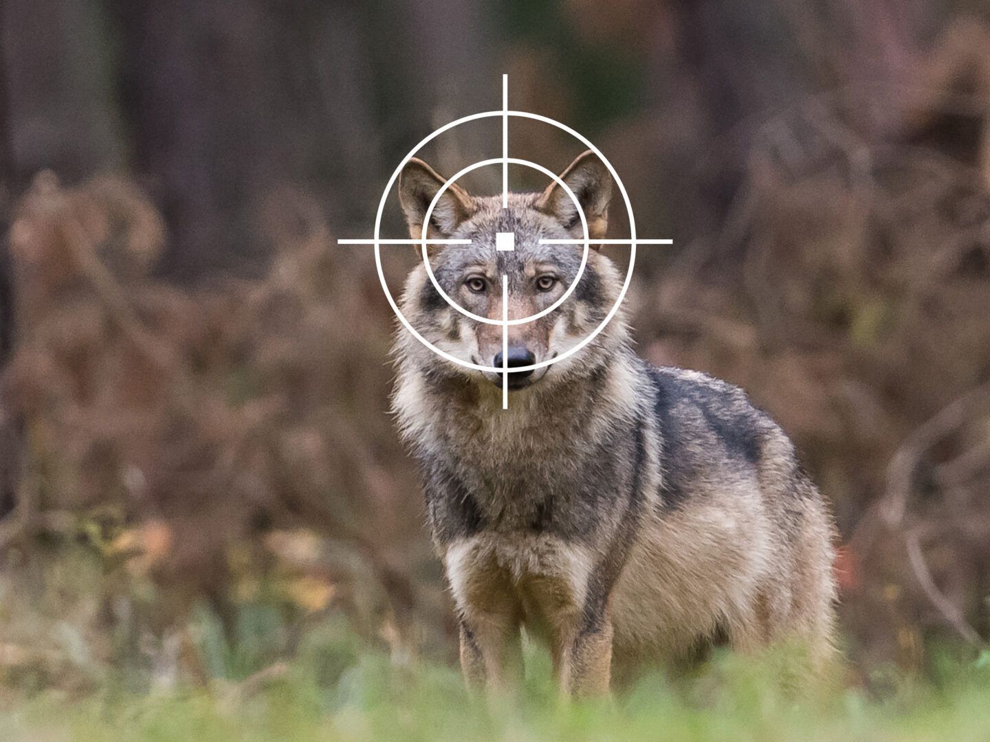 Bildquelle: Heiko Anders – Der Wolf im Fadenkreuz der Jagd Bildquelle: Heiko Anders – Der Wolf im Fadenkreuz der Jagd