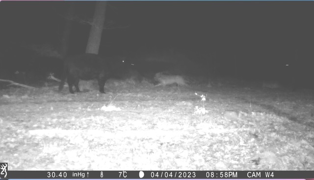 Abbildung: Video Standbild (aufgehellt) des ersten dokumentierten, nicht erfolgreichen Wolfsangriffs