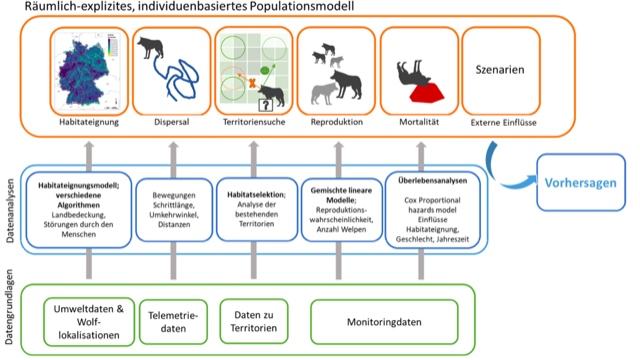 Abbildung 2: Schematische Darstellung der einzelnen Schritte, die zur Entwicklung des räumlich-expliziten individuenbasierten Modells (IBM) für die deutsche Wolfspopulation führen.