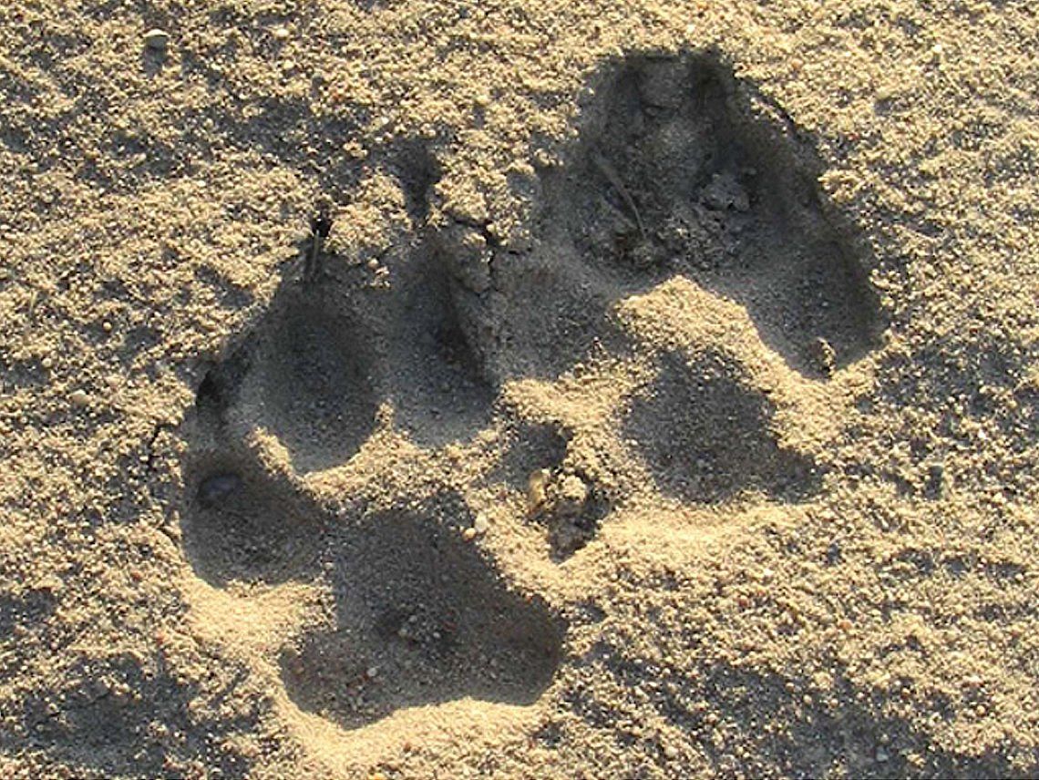 Bild Wolfsspuren Bild Wolfsspuren