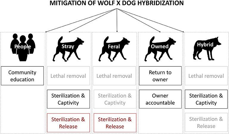 Bild Visual representation of management interventions to mitigate wolf × dog hybridization, explored in a Delphi study with a group of selected experts (n = 42)
