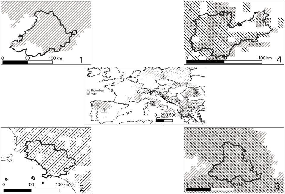 Bild: Location of the study sites with respect to the distribution of the large carnivores involved in the study: brown bear (Ursus arctos) and wolf (Canis lupus).