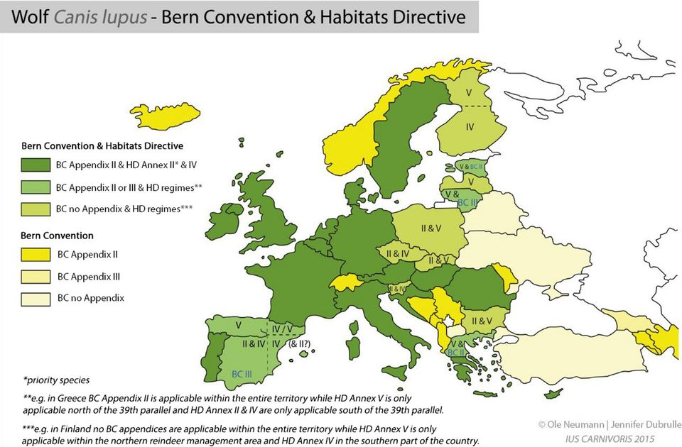 Bild Wolf  Canis lupus - Bern Convention & Habitats Directive