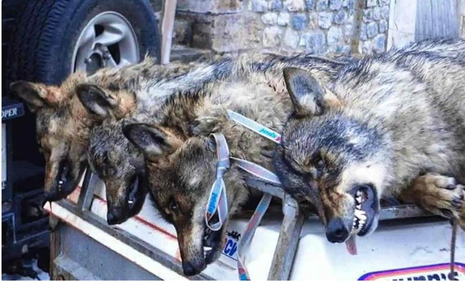 Foto: Ein trauriges Ergebnis der tödlichen Bekämpfung von Wölfen. Quelle: https://wilderness-society.org/hunting-ban-wolf/