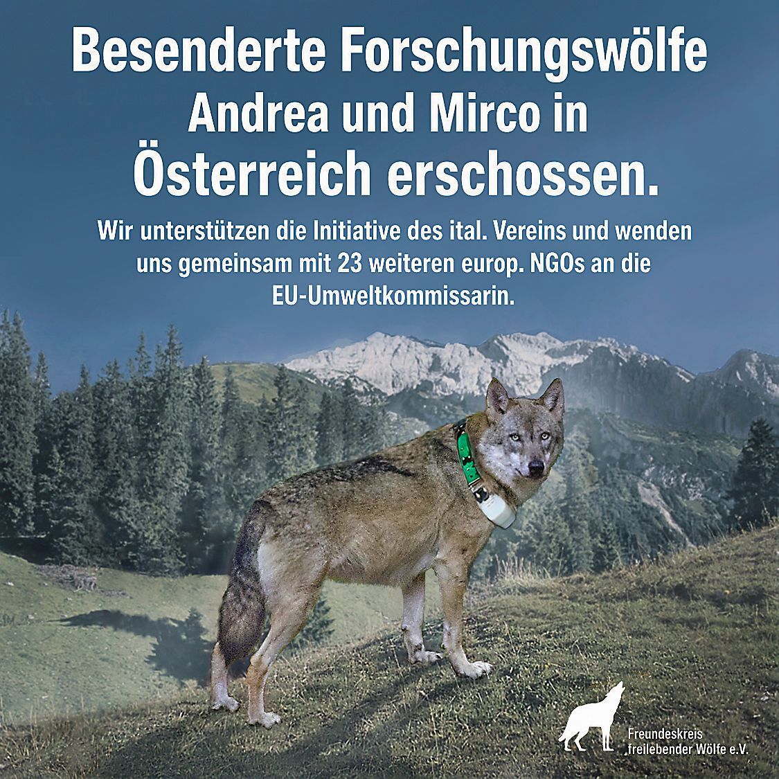 Bild - Forschungswolf Bild - Forschungswolf