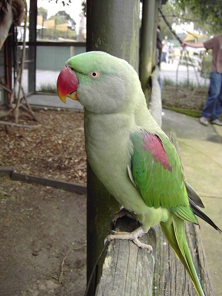 Opt Parrot A Parrots Cove: Houston's Destination for Bird Lovers