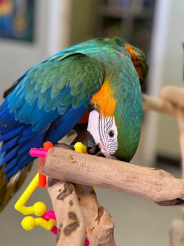 A Parrots Cove Nursery: Premium Bird Care & Supplies in Houston