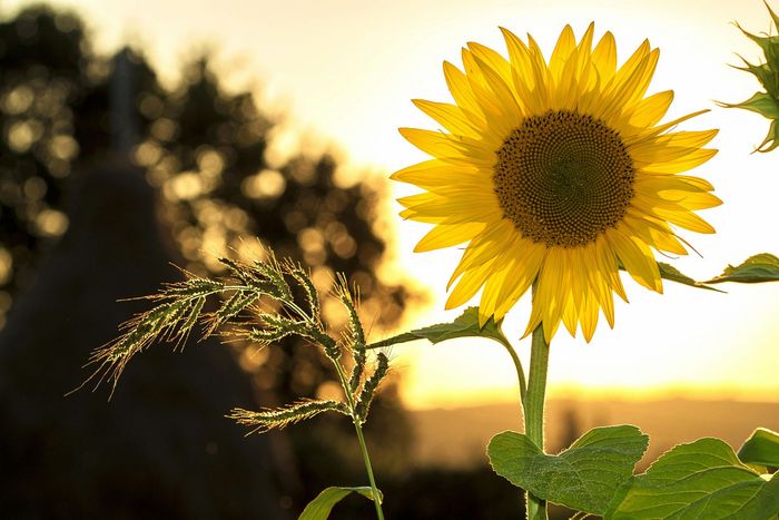 Sunflower in sunlight, vibrant yellow petals, dark center, grassy foreground, soft sunset glow.