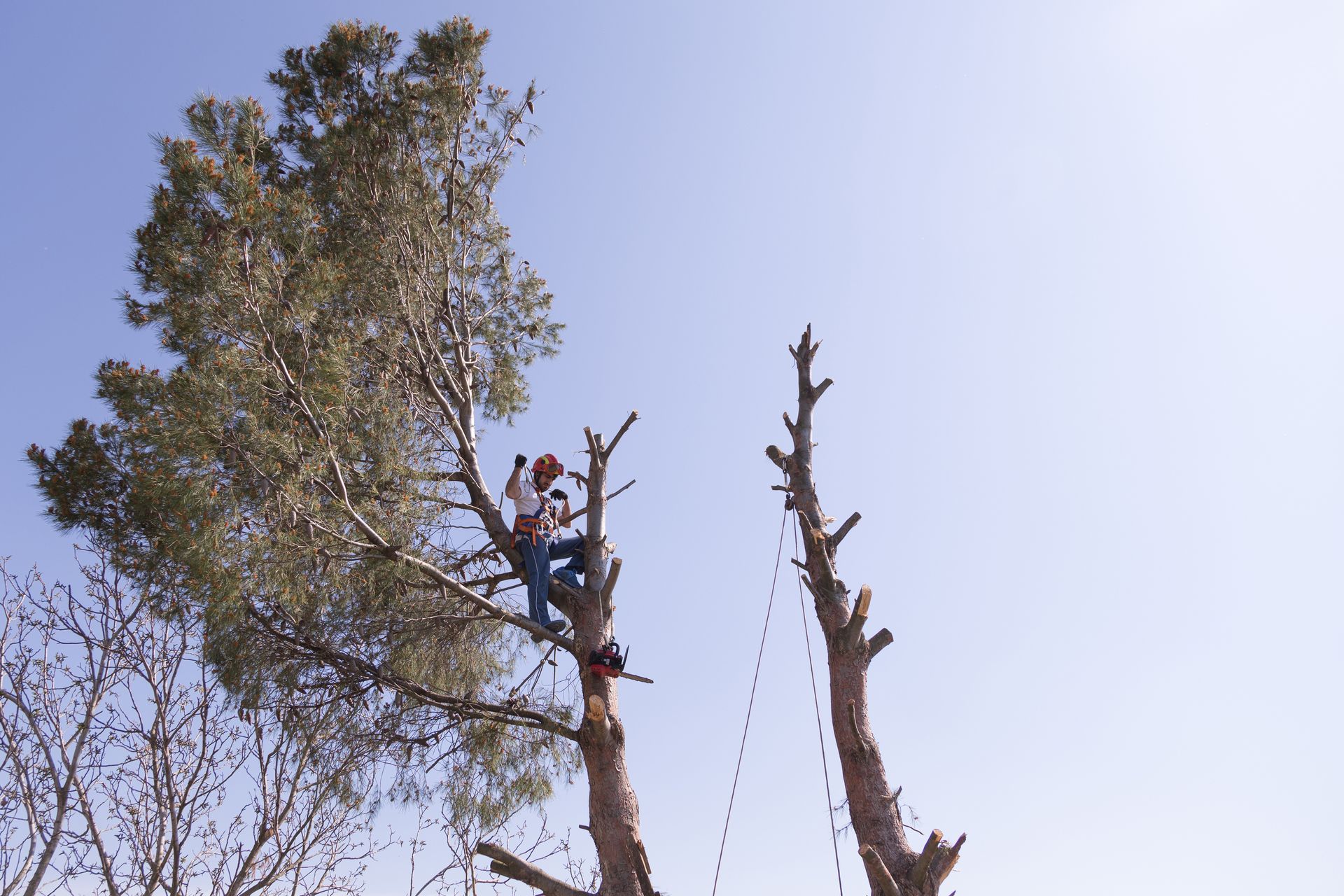 Tree service worker on a tall tree, cutting branches with a chainsaw, bright blue sky in background. Tree service worker on a tall tree, cutting branches with a chainsaw, bright blue sky in background.