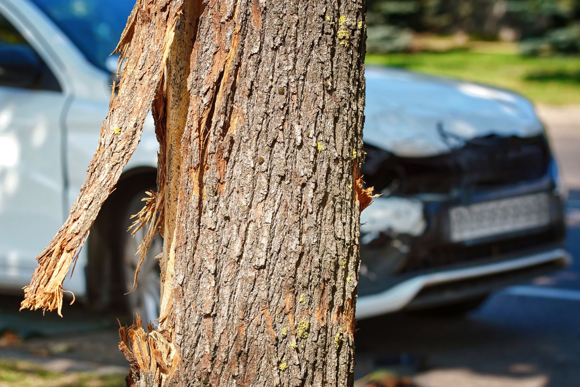 Damaged tree trunk in front of a white car with a damaged front end; outdoor setting.