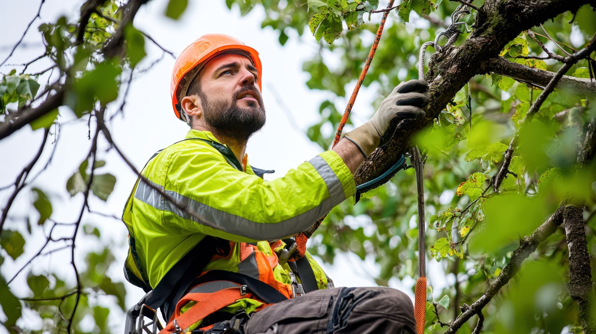 Arborist in safety gear, orange helmet, pruning tree branches with ropes.