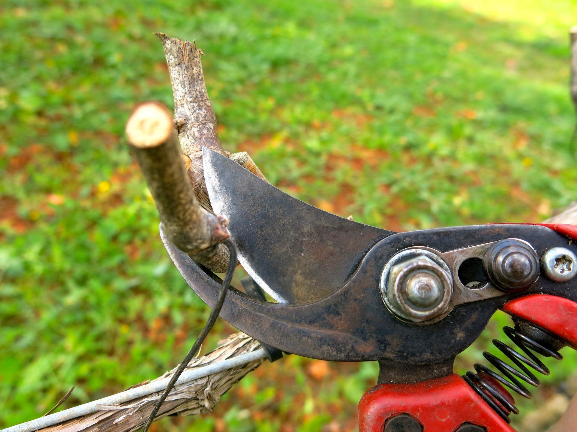 Secateurs cutting a small branch; red handle, close-up, outdoors on a sunny day with green foliage. Secateurs cutting a small branch; red handle, close-up, outdoors on a sunny day with green foliage.
