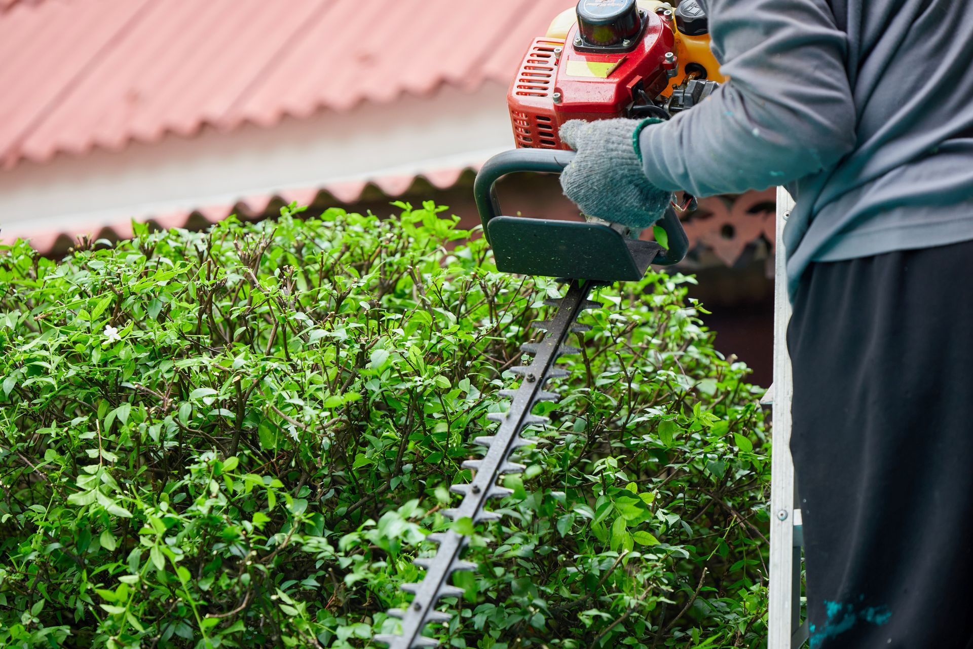 Person using a hedge trimmer on a green bush. Red and yellow tool. Person using a hedge trimmer on a green bush. Red and yellow tool.