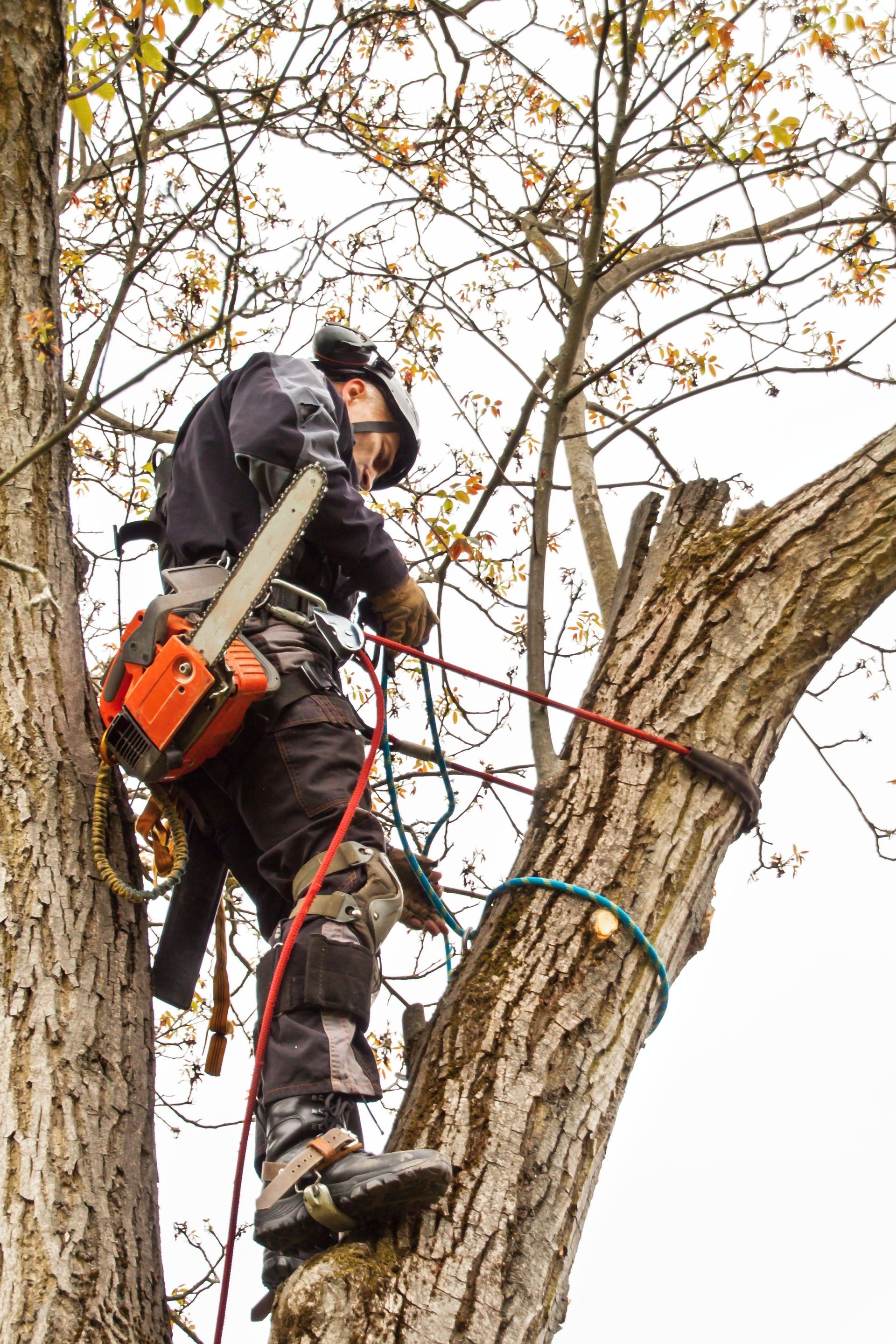 Arborist using a chainsaw while secured in a tree, cutting a branch.