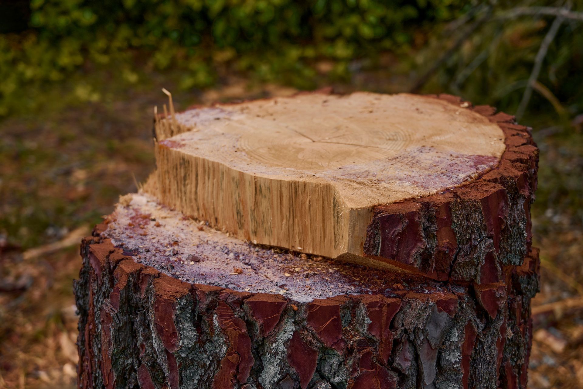 Tree stump with cut section, showing wood grain, surrounded by dark bark and sap. Tree stump with cut section, showing wood grain, surrounded by dark bark and sap.