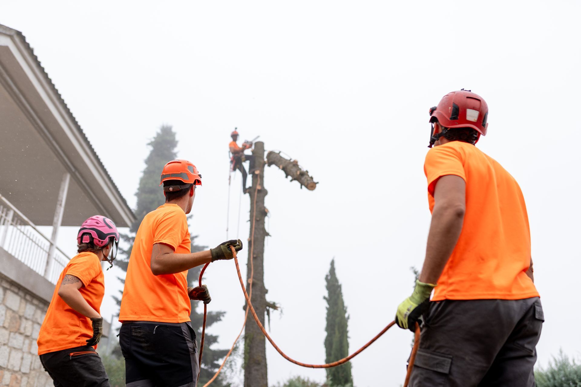 Tree service crew cutting a tree. Workers in orange shirts and helmets, one in tree, others on ground with ropes. Cloudy sky. Tree service crew cutting a tree. Workers in orange shirts and helmets, one in tree, others on ground with ropes. Cloudy sky.