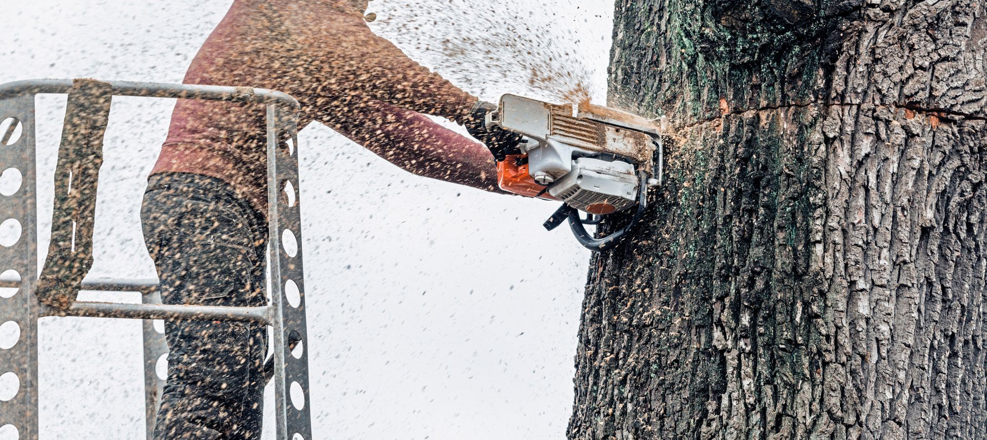 Person using a chainsaw to cut a tree on a lift platform, sawdust flying in the air. Person using a chainsaw to cut a tree on a lift platform, sawdust flying in the air.