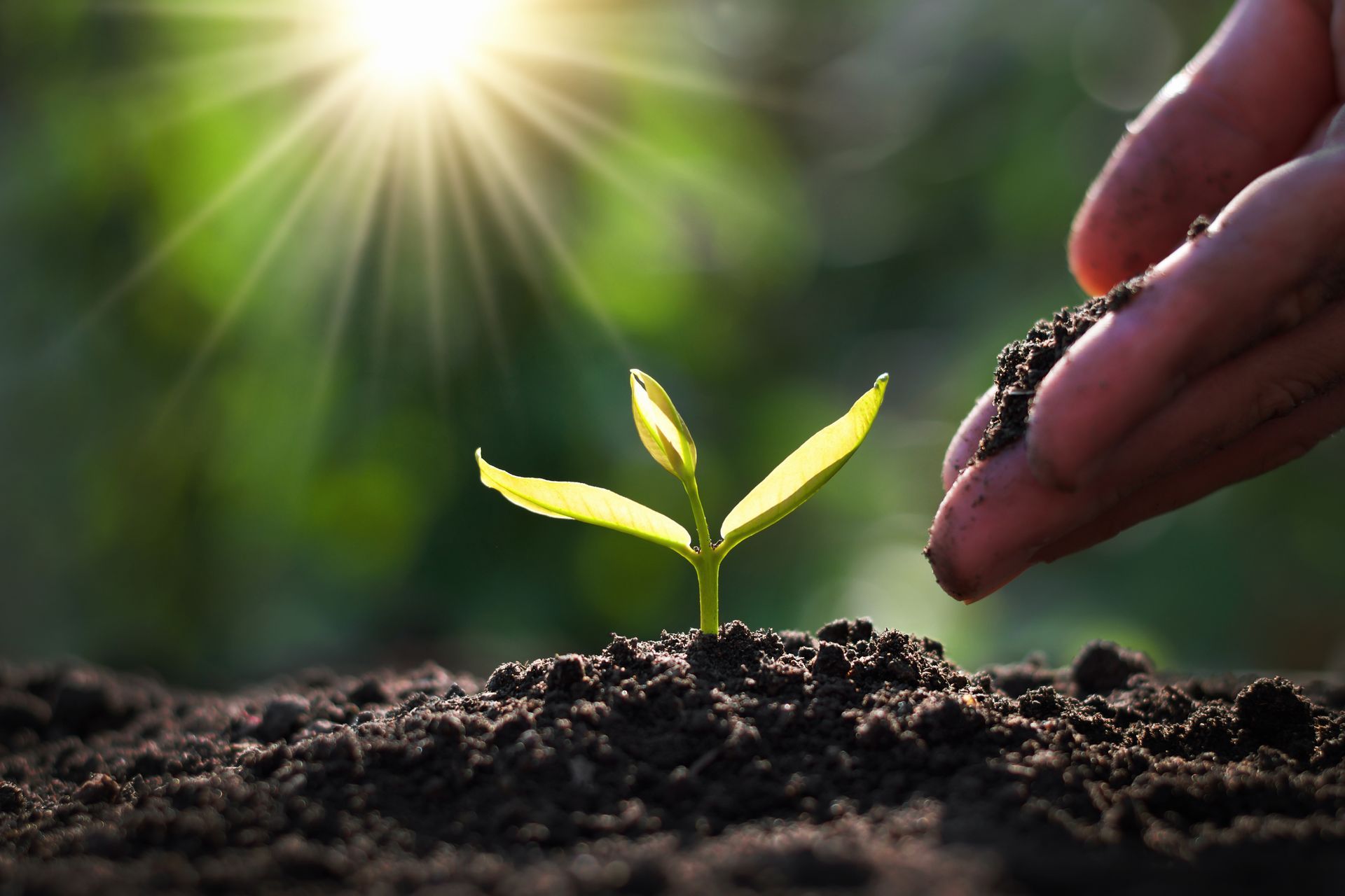 Hand adding soil around a young, green plant with the sun shining in the background. Hand adding soil around a young, green plant with the sun shining in the background.