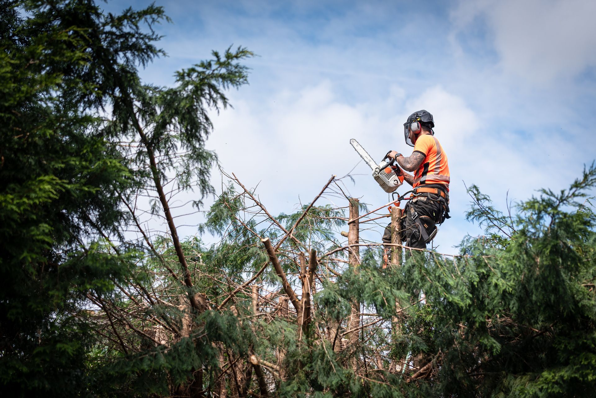Arborist cutting branches with a chainsaw while secured in a tree, wearing safety gear, blue sky background.