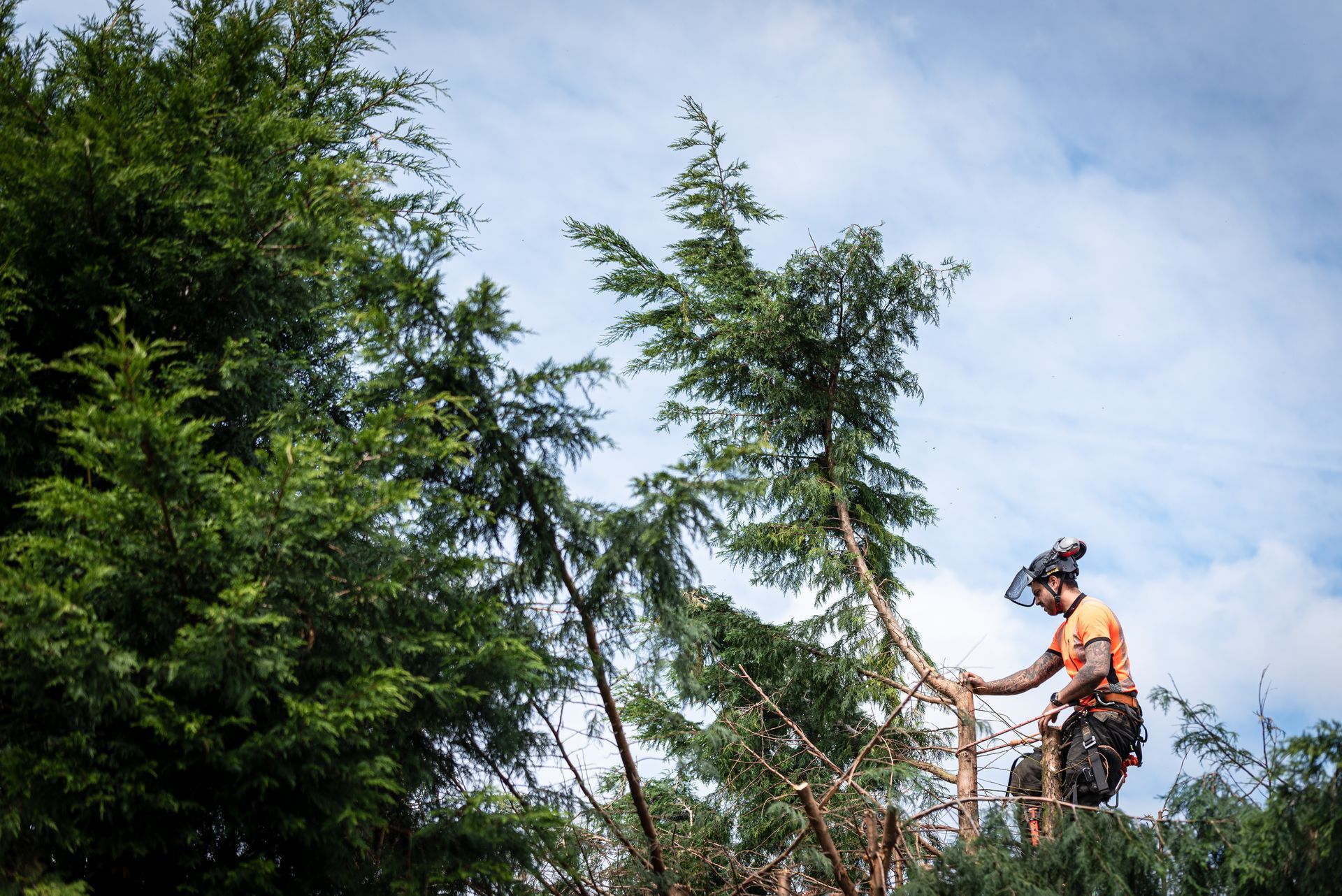 Arborist in an orange shirt trims a tall tree against a cloudy sky. Arborist in an orange shirt trims a tall tree against a cloudy sky.
