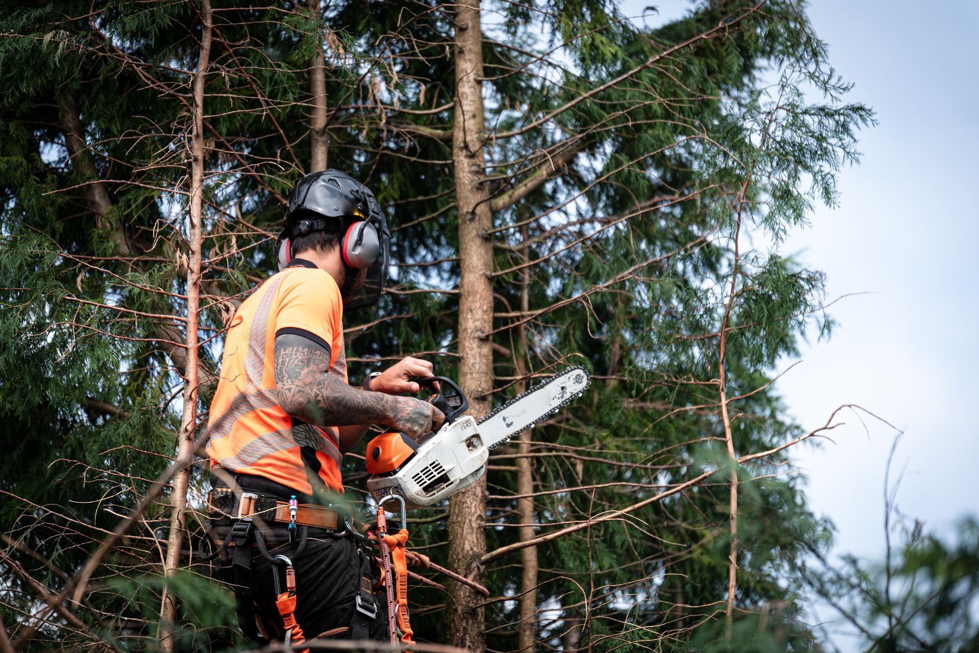 Arborist with chainsaw cutting a tree in a forest, wearing protective gear. Arborist with chainsaw cutting a tree in a forest, wearing protective gear.