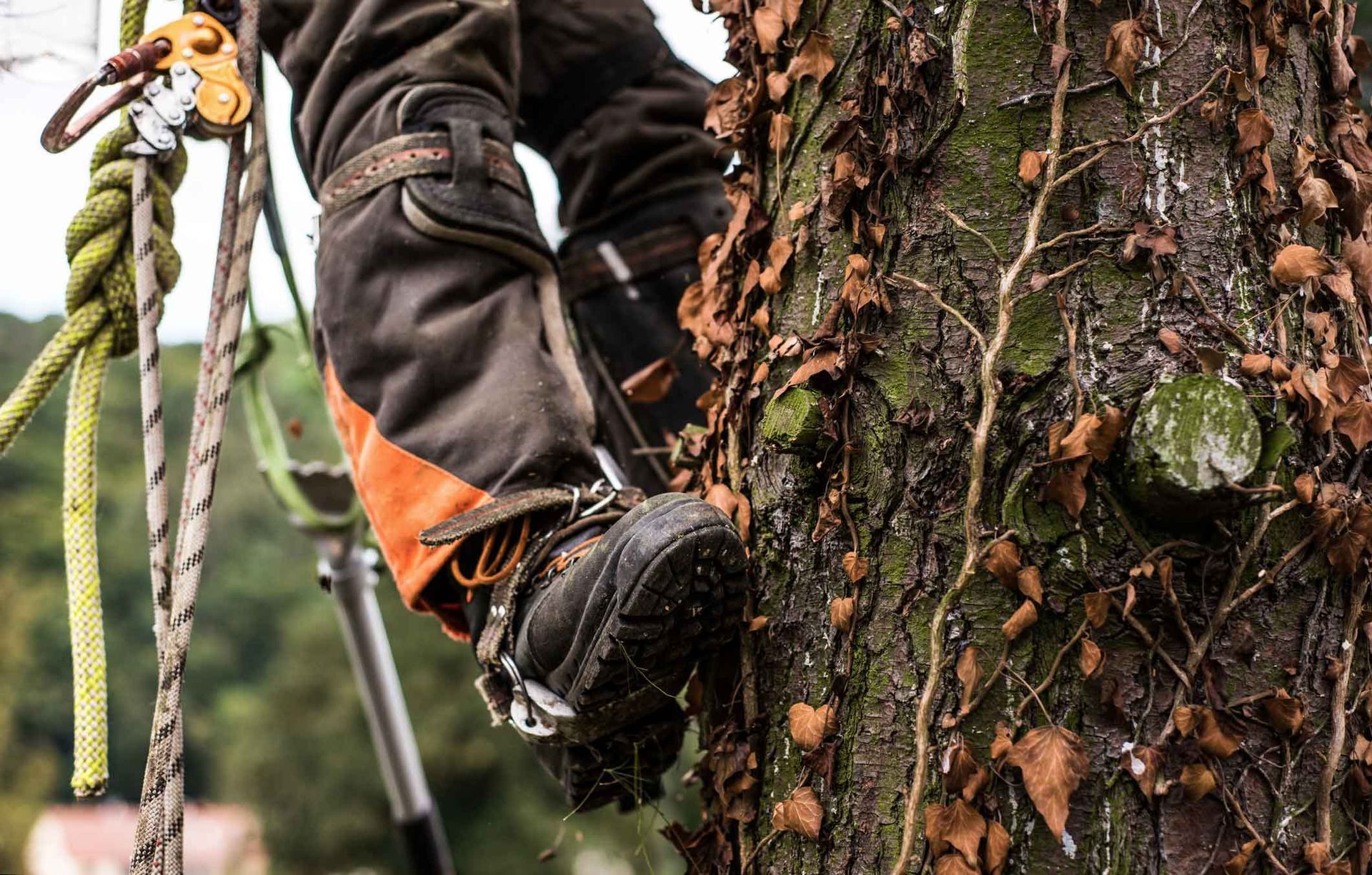 Tree climber in black and orange gear ascending a bark-covered trunk with ropes Tree climber in black and orange gear ascending a bark-covered trunk with ropes