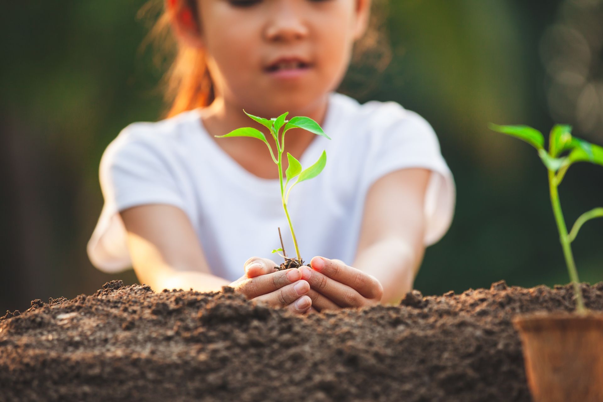 Girl holding a small plant with soil in her hands, planting it outside. Girl holding a small plant with soil in her hands, planting it outside.