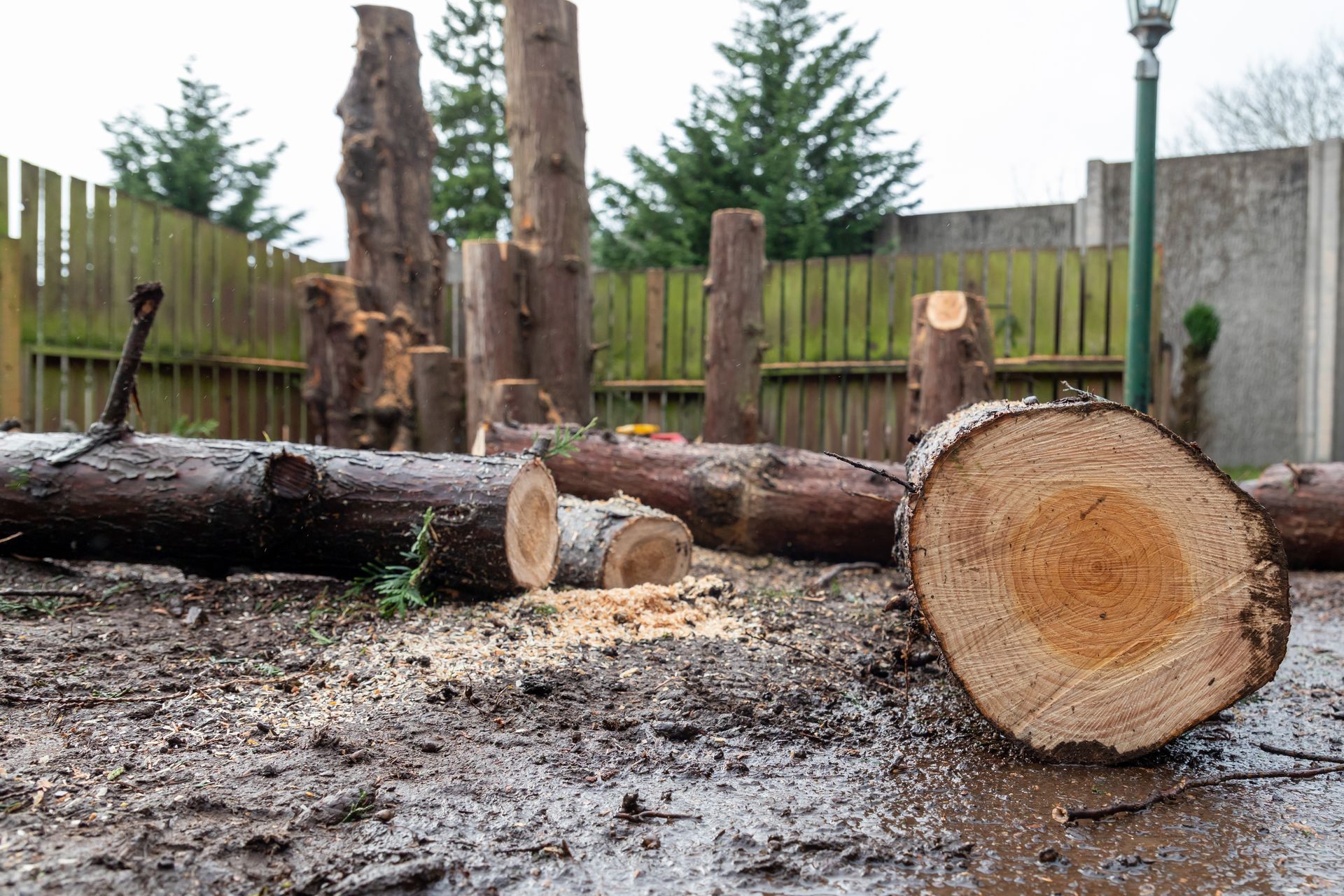 Logs cut in a muddy yard, sawdust scattered. Trees and a fence in the background. Logs cut in a muddy yard, sawdust scattered. Trees and a fence in the background.