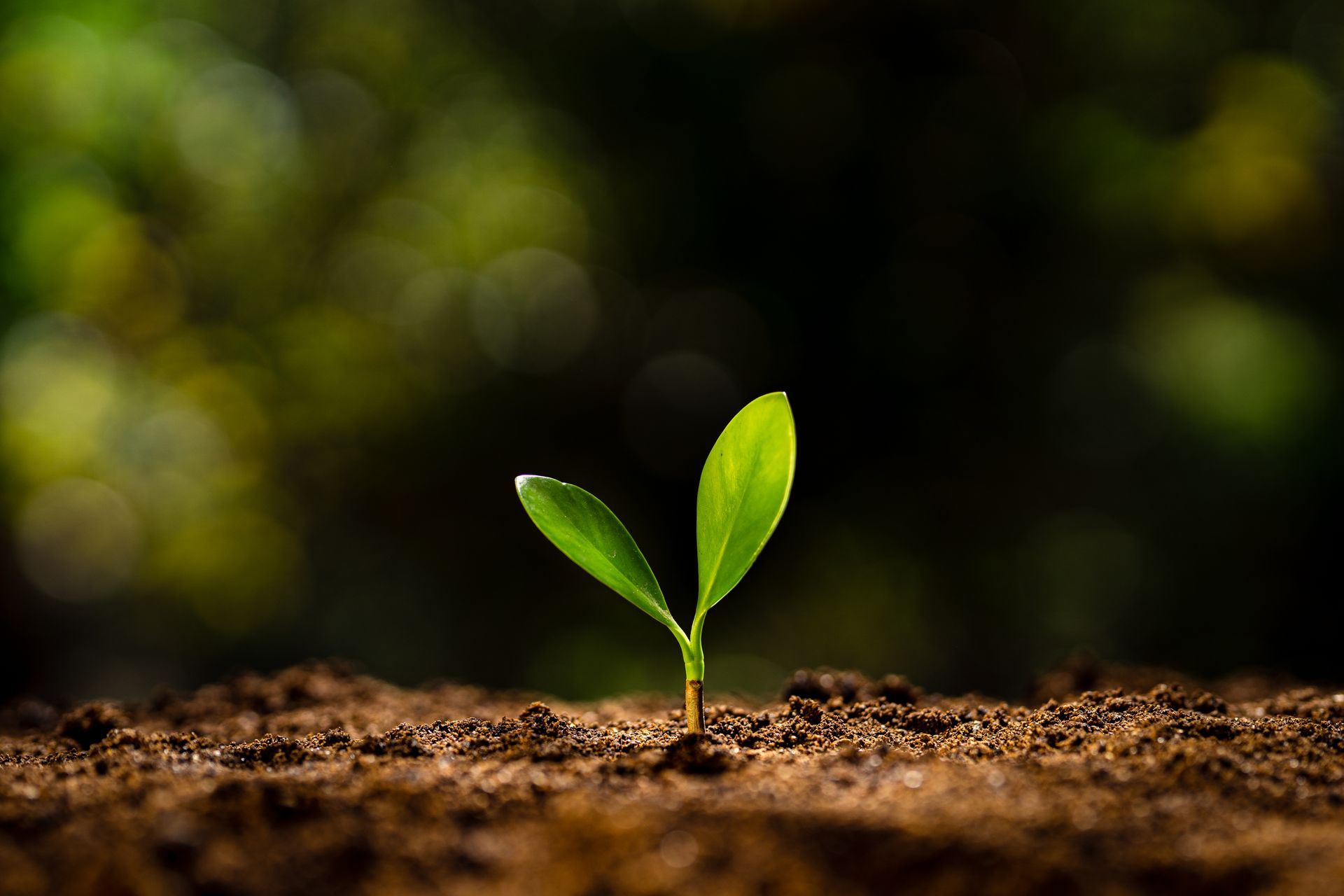 Small green seedling sprouting from brown soil with blurred background. Small green seedling sprouting from brown soil with blurred background.