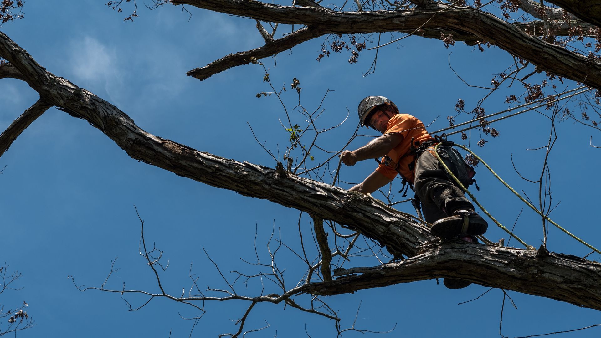 Arborist wearing safety gear, working on tree branches against a blue sky. Arborist wearing safety gear, working on tree branches against a blue sky.