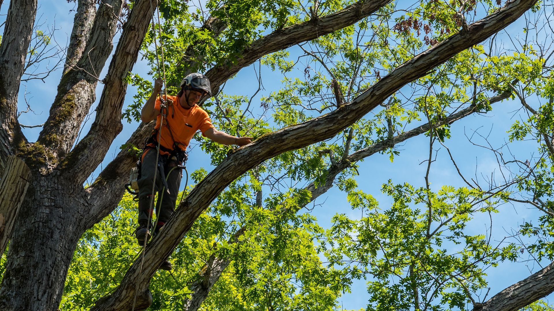 Arborist in orange shirt trimming a tree. Bright sunlight, blue sky, and green foliage visible. Arborist in orange shirt trimming a tree. Bright sunlight, blue sky, and green foliage visible.