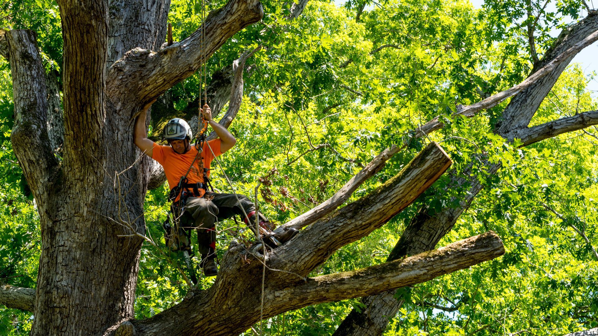 Arborist in orange shirt secured with ropes, trimming a large tree, green foliage in the background. Arborist in orange shirt secured with ropes, trimming a large tree, green foliage in the background.