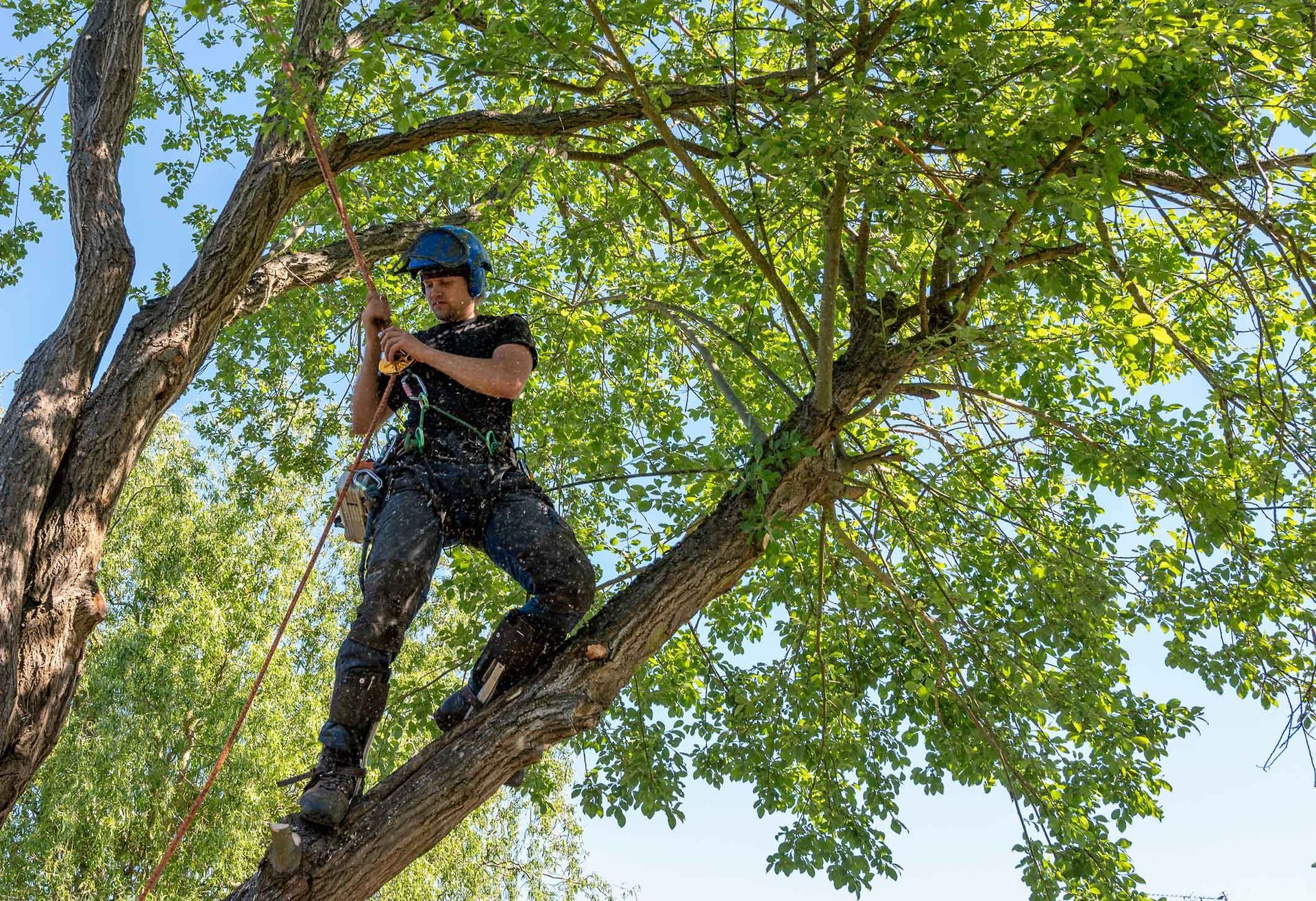 Person in a blue helmet standing on a tree branch, holding a rope amid green leaves. Person in a blue helmet standing on a tree branch, holding a rope amid green leaves.