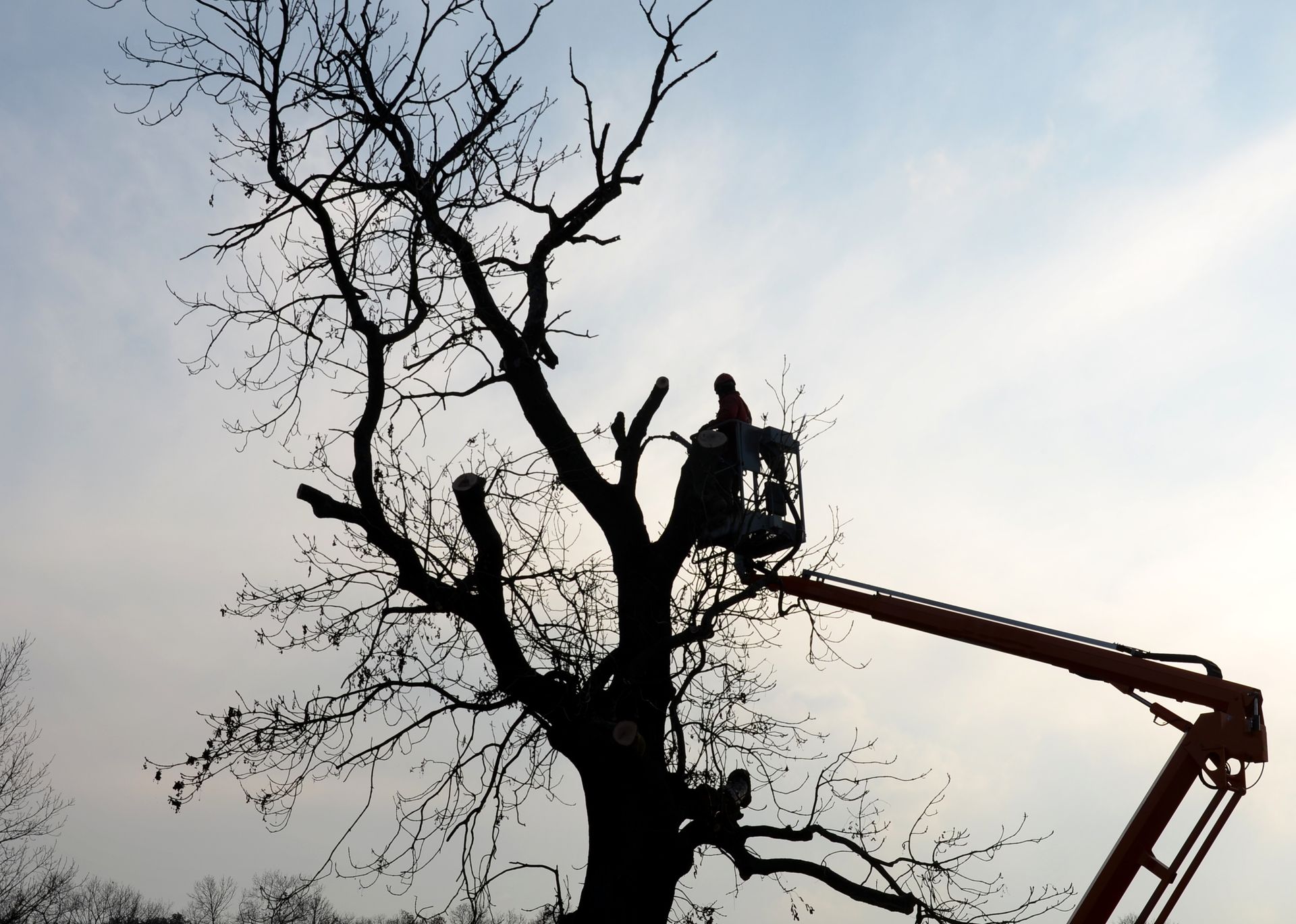 Silhouette of a tree being trimmed by a person in a lift against a light sky.