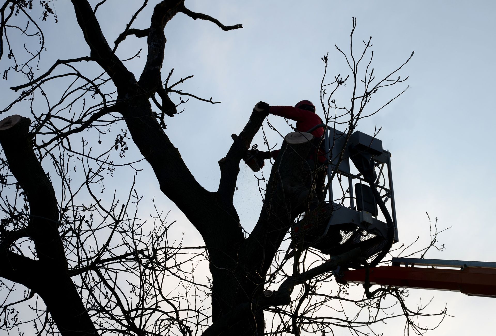 Silhouette of a person in a lift trimming a tree against a pale sky.