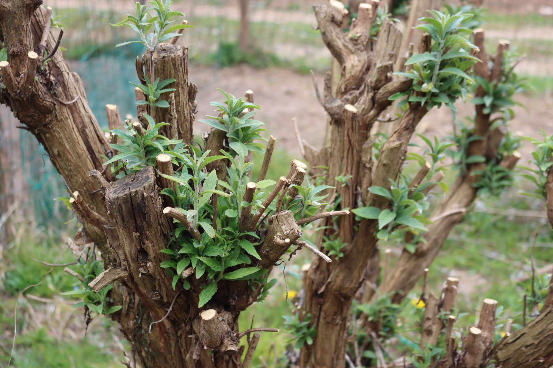 Close-up of a pruned shrub with new green leaves sprouting from the cut branches. Close-up of a pruned shrub with new green leaves sprouting from the cut branches.