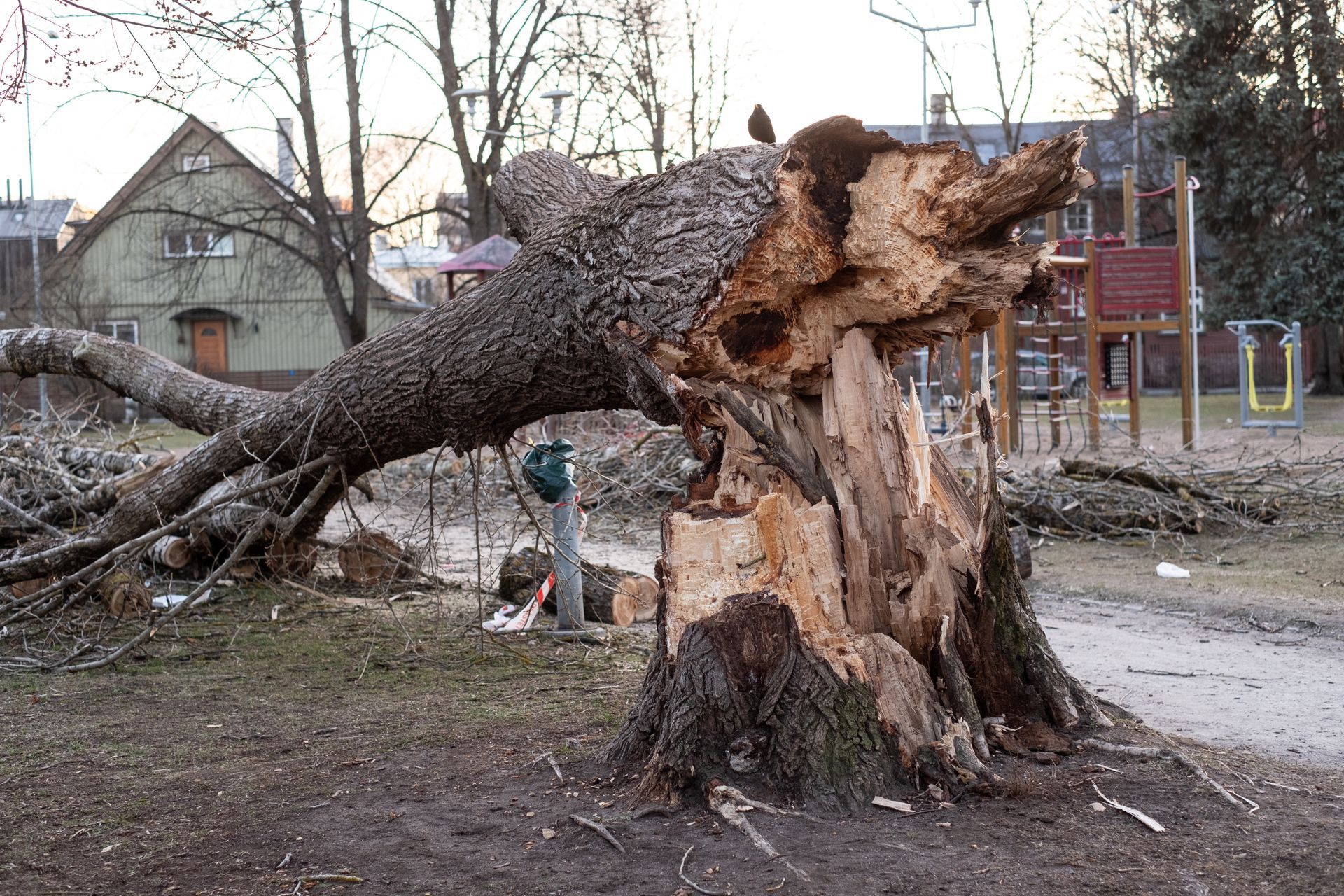 Fallen tree trunk in a park; a person is cutting it with a chainsaw. Fallen tree trunk in a park; a person is cutting it with a chainsaw.