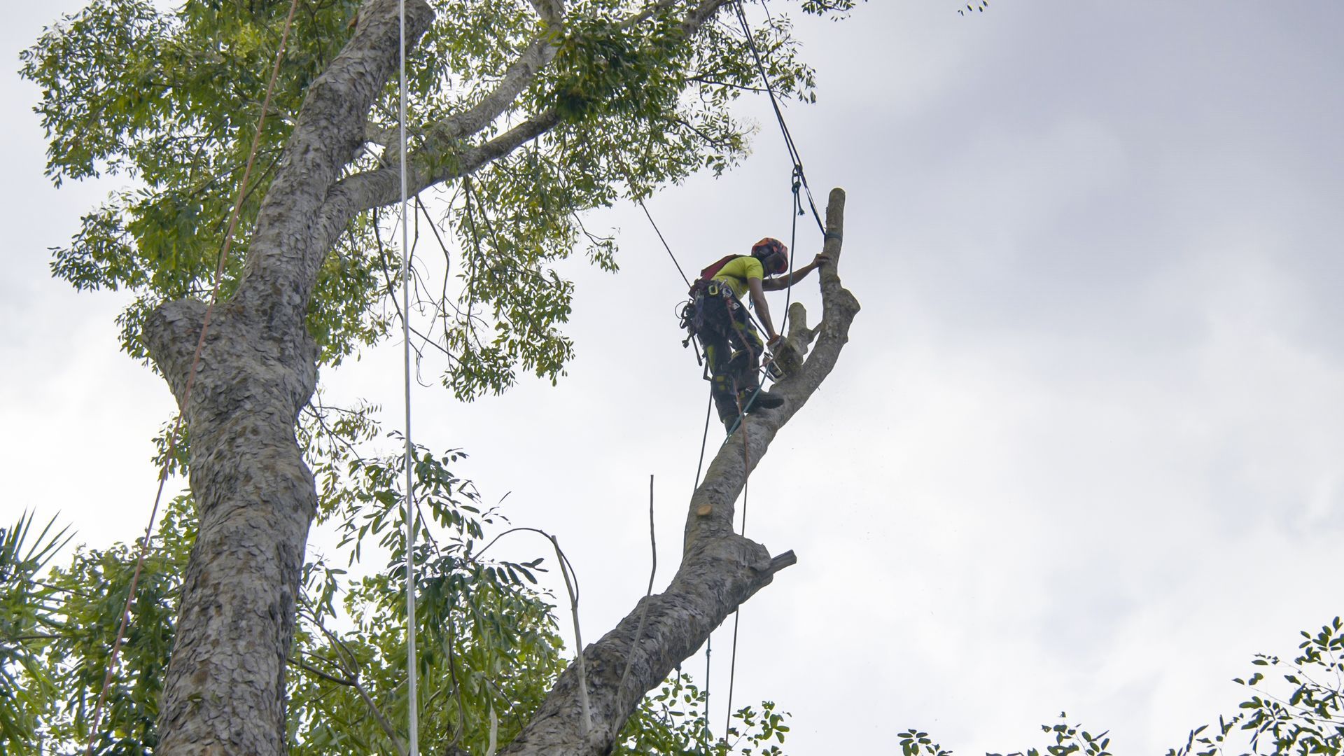 Arborist in safety gear cutting a tree branch with ropes attached against a cloudy sky. Arborist in safety gear cutting a tree branch with ropes attached against a cloudy sky.