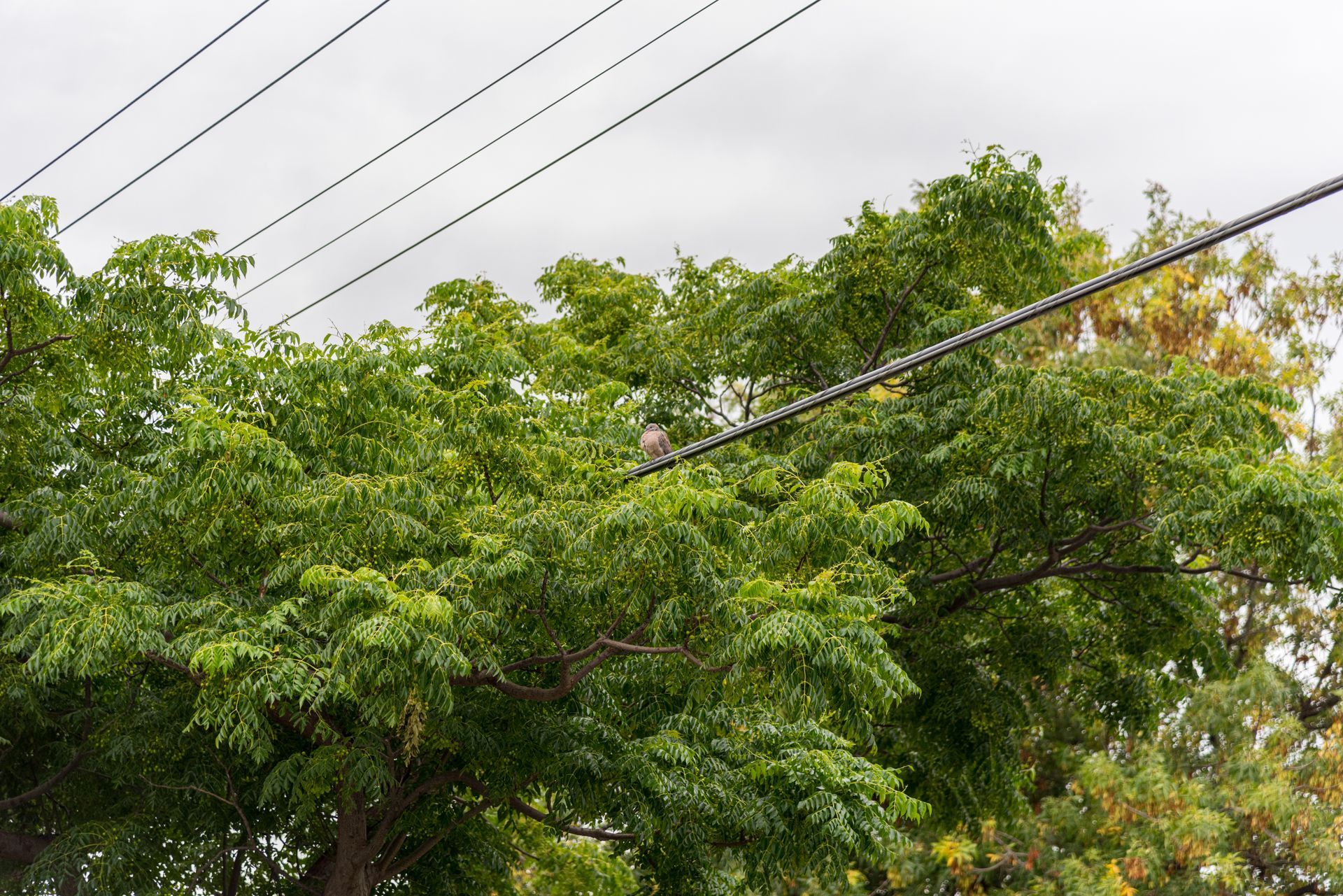 Birds perched on power lines above a green leafy tree against a cloudy sky.