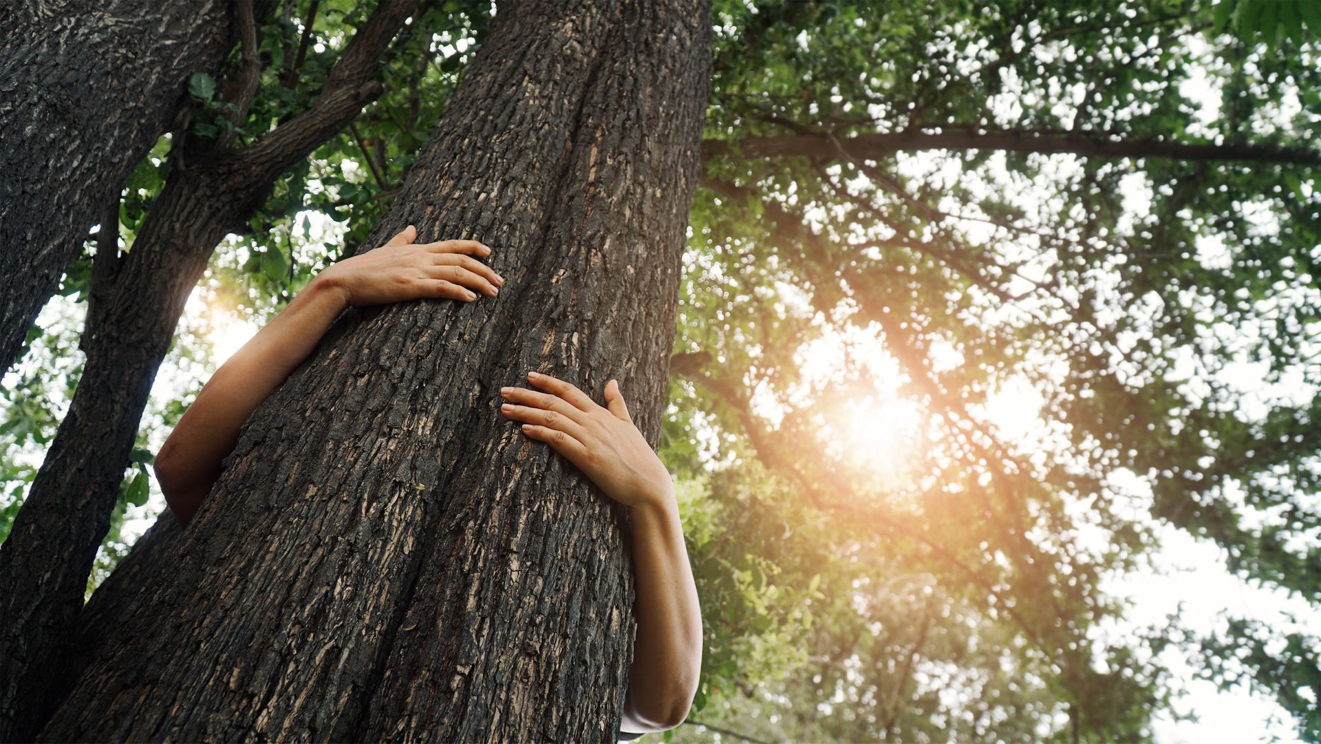 Person hugging a tree trunk outdoors; sunlight filters through leaves. Person hugging a tree trunk outdoors; sunlight filters through leaves.