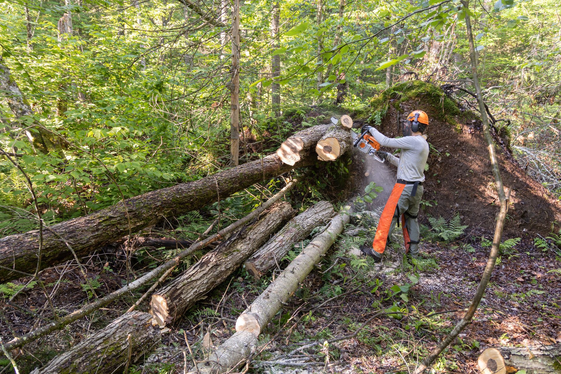 Person cutting logs with a chainsaw in a forest. Wearing protective gear, logs are on the ground. Person cutting logs with a chainsaw in a forest. Wearing protective gear, logs are on the ground.