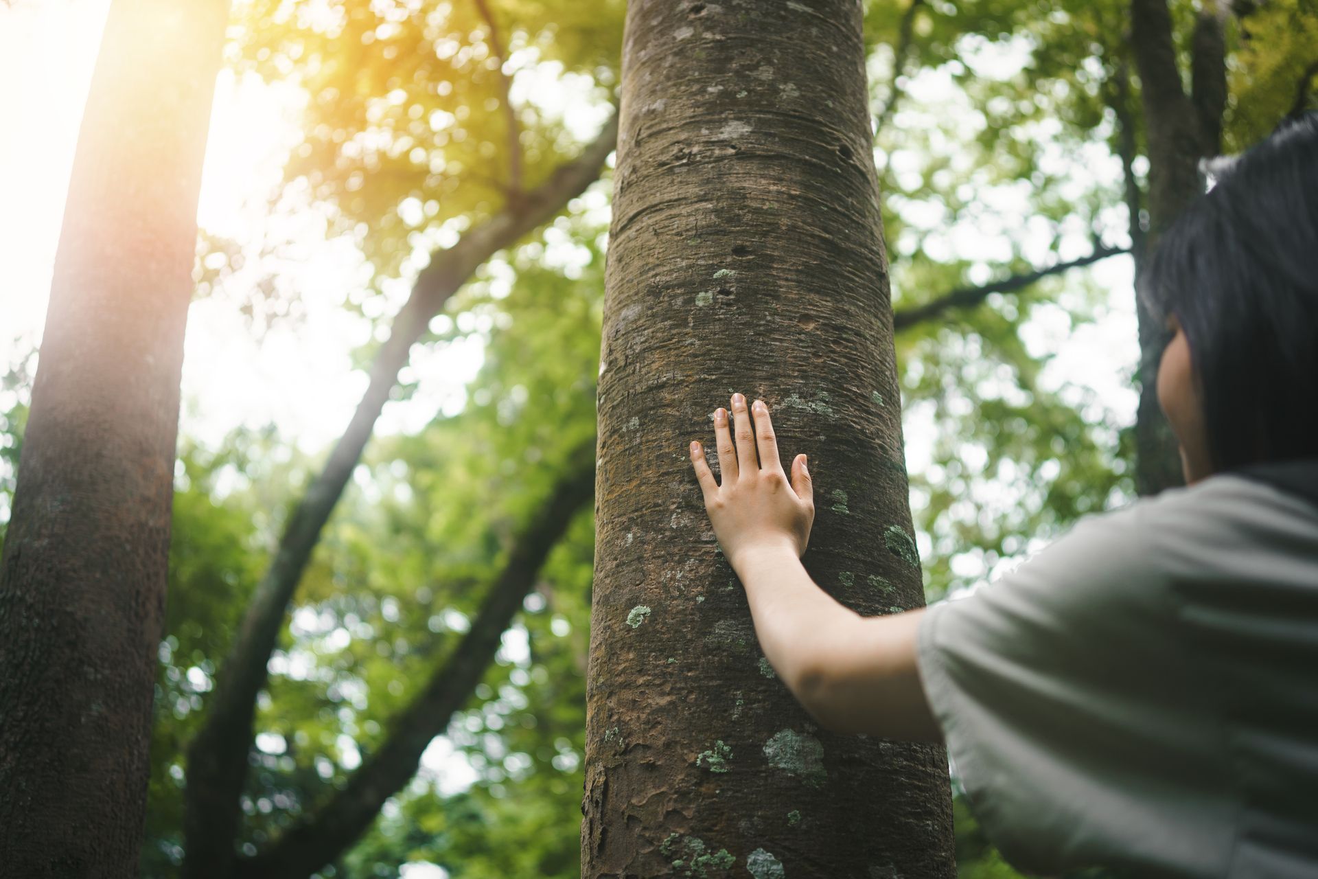 Person touching a tree trunk in a lush green forest, sunlight shining through the leaves. Person touching a tree trunk in a lush green forest, sunlight shining through the leaves.