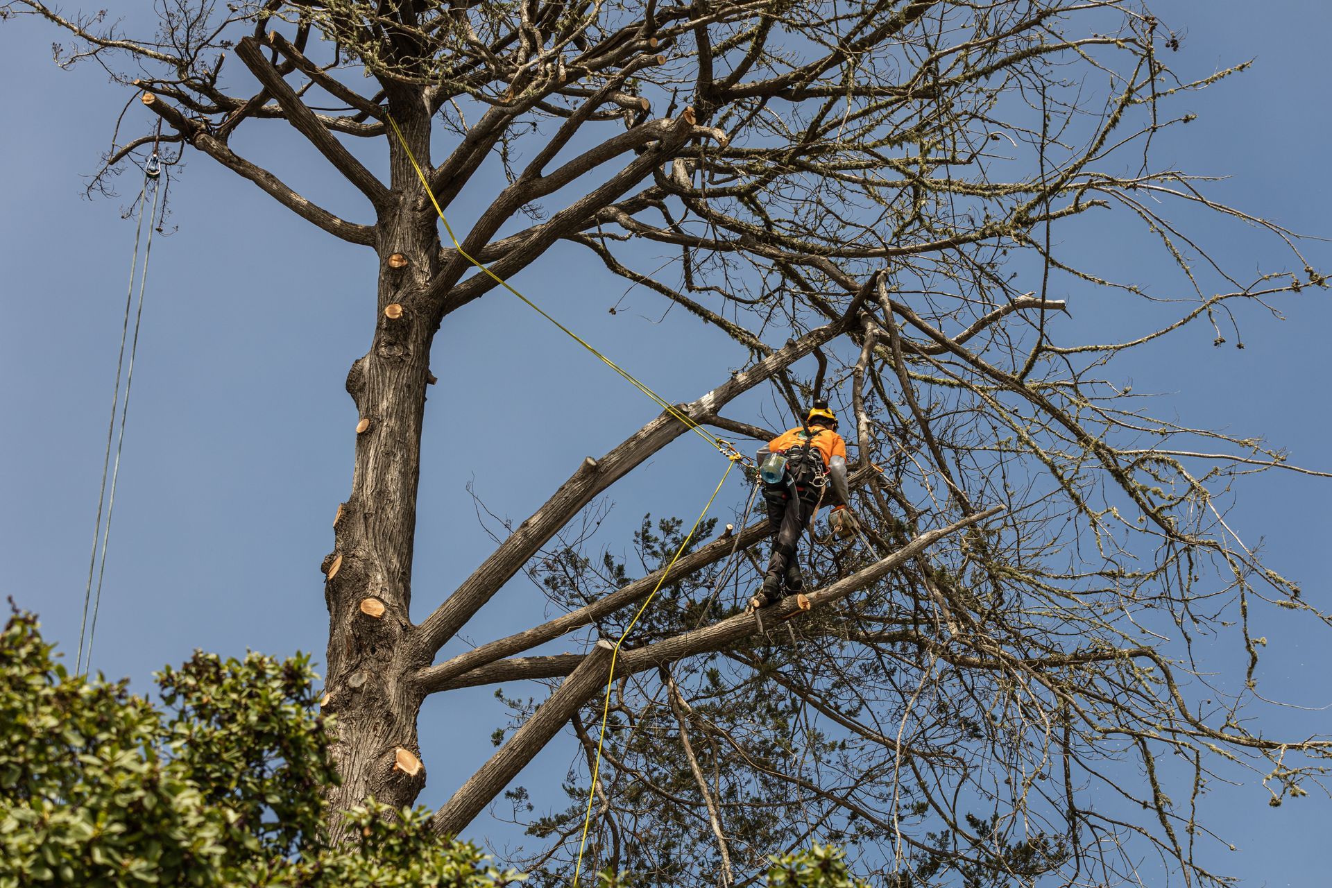 Person in harness trimming tree branches with clear sky in background.