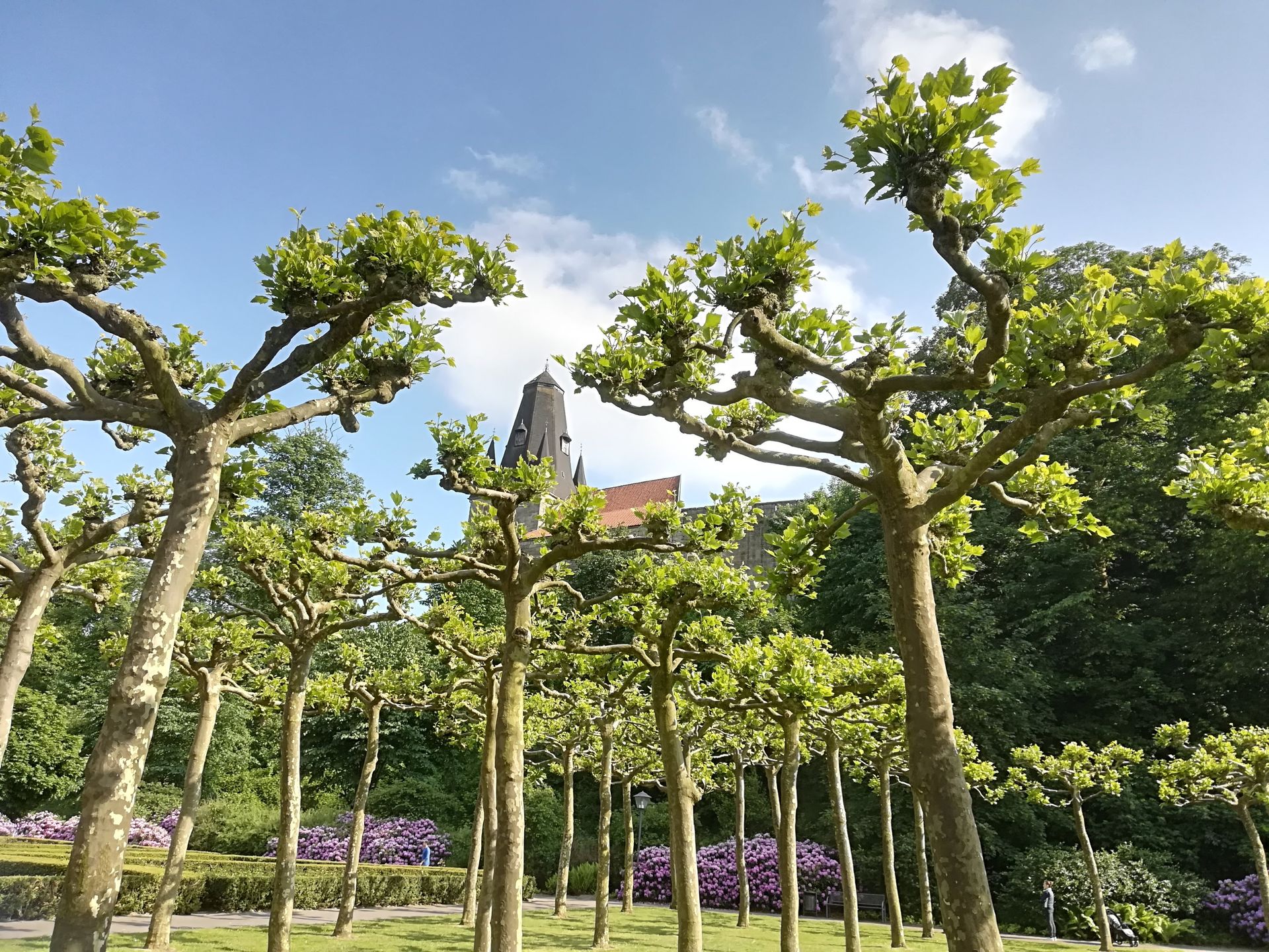 Rows of pruned trees lead to a dark church steeple under a blue sky. Rows of pruned trees lead to a dark church steeple under a blue sky.